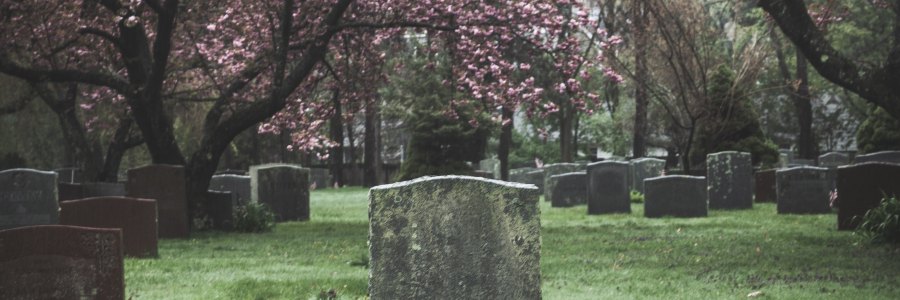 Gravestones under cherry blossom trees